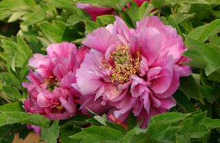 Jingshan Park, Beijing, China Jingshan Park, Beijing