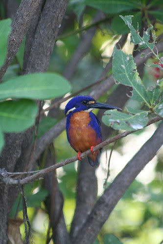Azure Kingfisher (Alcedo azurea)
