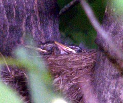 BabyBirds_61208c