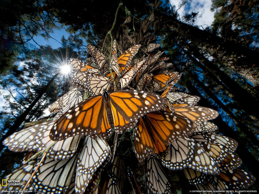 Monarch Butterflies In Mexico