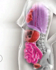 Animació amb la evolució dels òrgans interns a llarg d'un embaràs