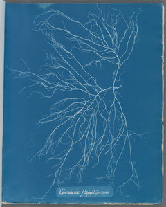 Chordaria flagelliformis. Digital ID: 419720. New York Public Library Chordaria flagelliformis. Digital ID: 419720. New York Public Library