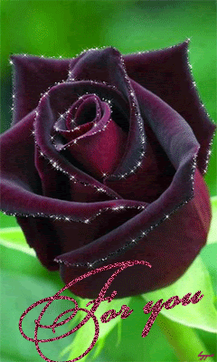 Бархатная роза для тебя!