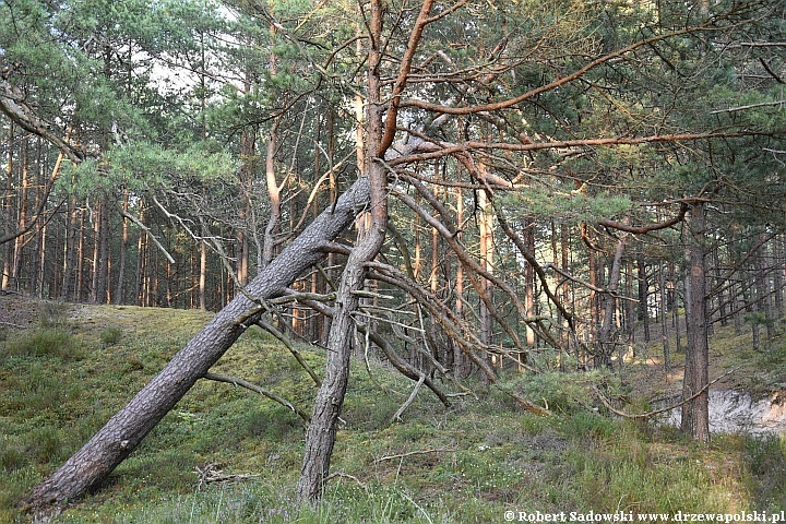 Sosna nad polskim Bałtykiem Sosna bałtyckiego wybrzeża