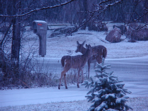 Deer Sighting on a Snowy Morning
