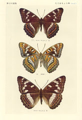 papillon 25