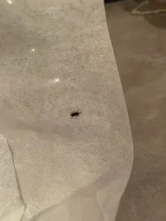 Bird Mites On Window Sill - Types Of Mites And How To Get Rid Of Them Pest Defence Ltd