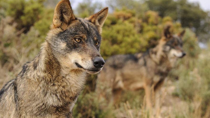 El lobo ibérico está totalmente protegido al sur del Duero, por ahora. / Ana Retamero, EA.