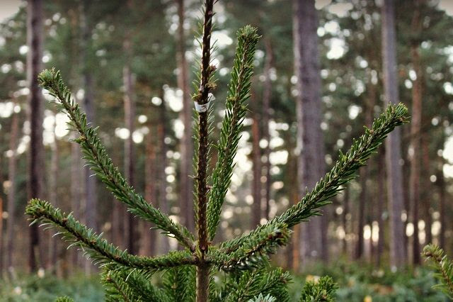 photo firtree1_zps96287efe.jpg