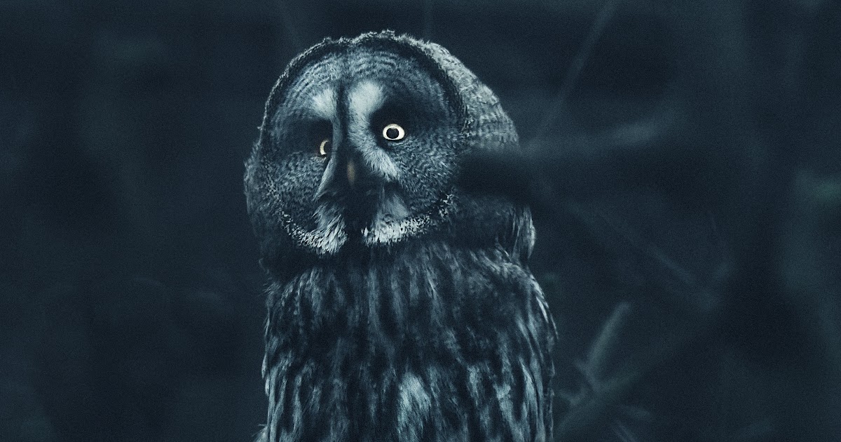 82 Koleksi Wallpaper Burung Hantu Seram Gratis Terbaik