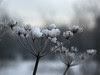 Ice flowers (reprise)