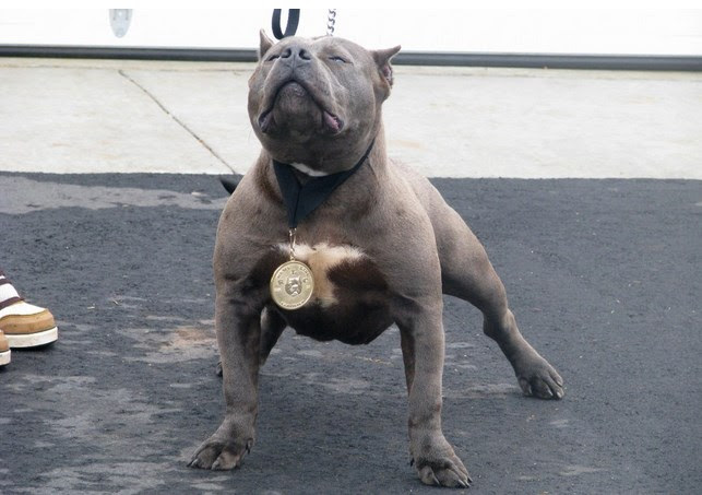 Pit Bull