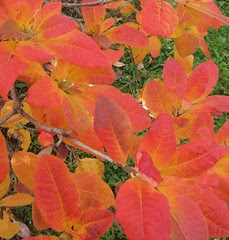 November leaves