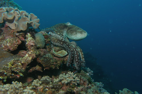 Octopus color change 1