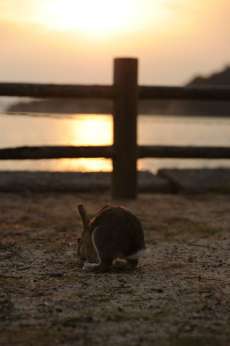 Okunoshima Island