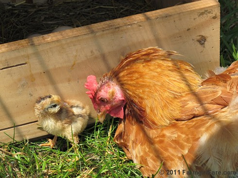 Baby chick and mama hen - Farmgirl Fare