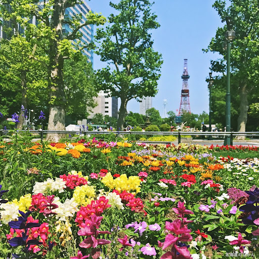 大通公園に色鮮やかな花あふれる「花フェスタ」で花苗市場や ...