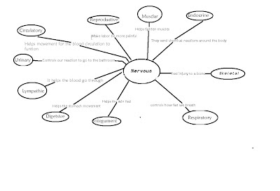 anatomy-mark123: Nervous Graphic Organizer