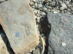 tree bits, dime for scale