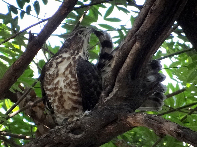 鳳頭蒼鷹/無限台南