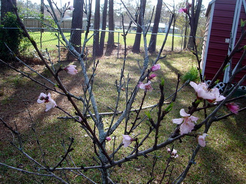 Peach Blossoms