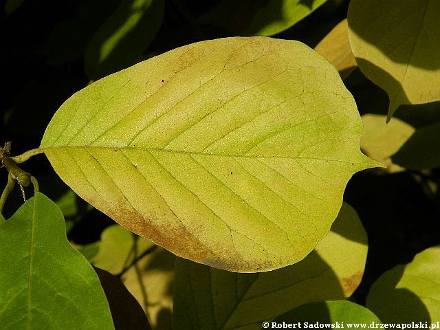 Magnolia naga Magnolia naga
