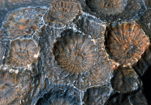 Hexagonaria sp. fossil coral