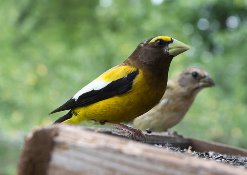 Evening Grosbeak
