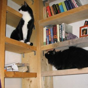 Mao and Ursus exploring the newly empty bookshelves