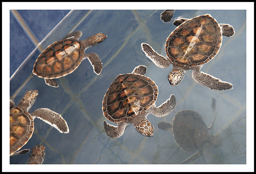 Baby Turtles at Phuket Aquarium