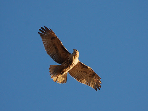 Juvie Red-Tail over Riverside Drive