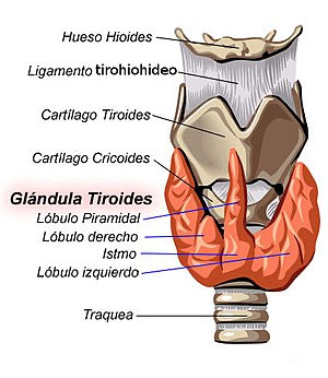 Tiroides anatomia 01