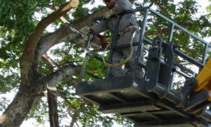 Trabajadores de la Organización Básica Eléctrica podan los árboles que generan peligro a las líneas primarias y secundarias.