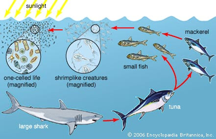 info tiger shark: Tiger Shark Food Web
