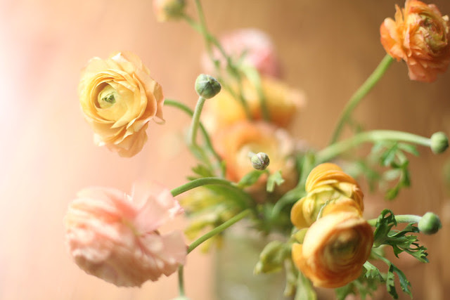 ranunculus