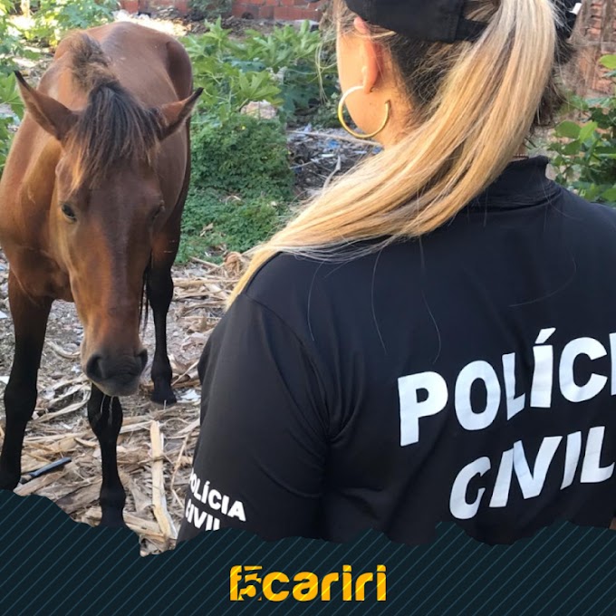Denúncias de maus-tratos de animais no Ceará podem ser feitas sem sair de casa