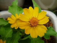 美しい花の画像 トップ100 メランポジューム 花 言葉
