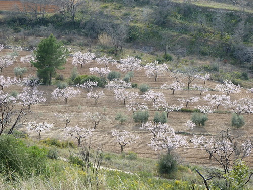 almendros