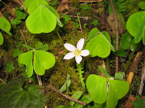 Wildflower