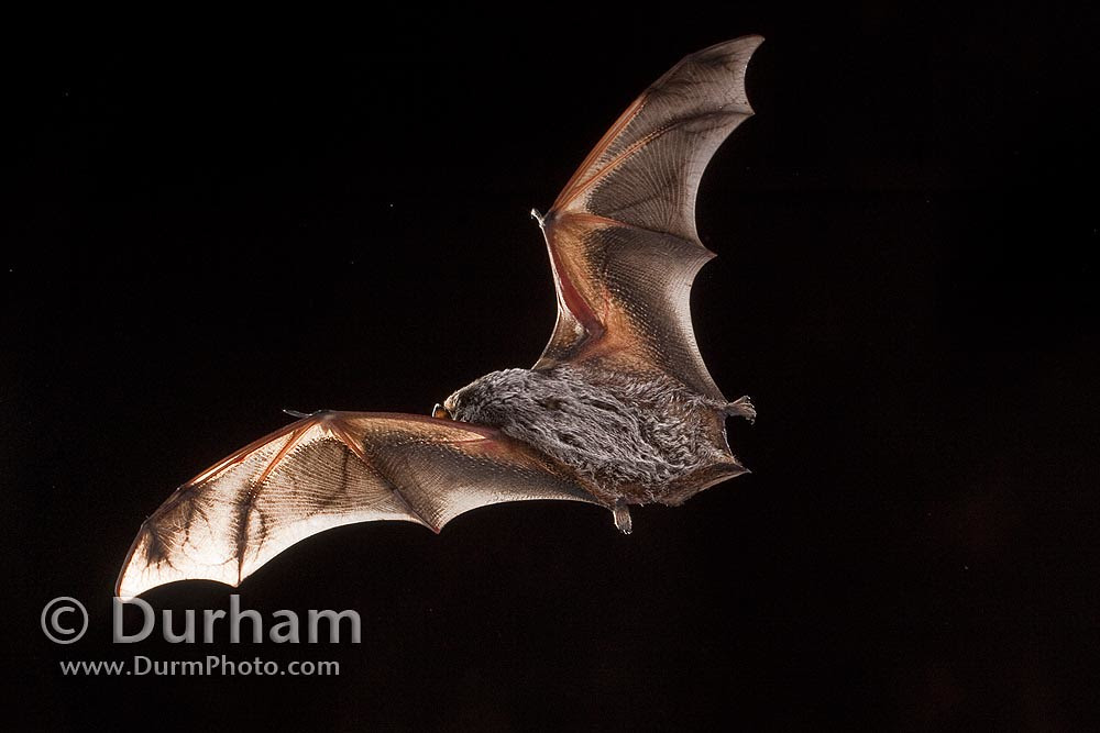 hoary bat (Lasiurus cinereus)