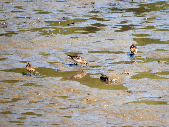 Ed Gaillard: birds &emdash; Least Sandpipers, Spuyten Duyvil Creek