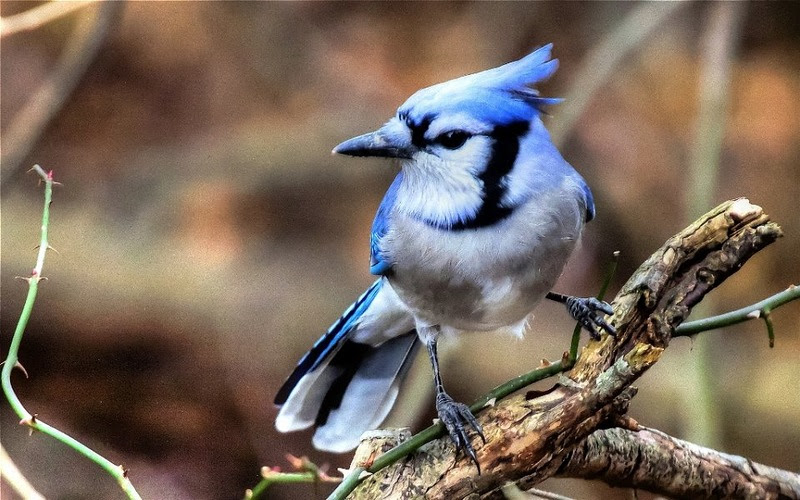 The most rare and beautiful birds in the world