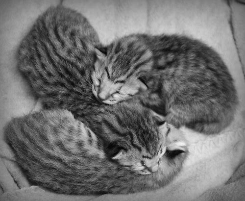 Three Super High Quality Savannah Kittens
