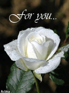 Белая роза for you