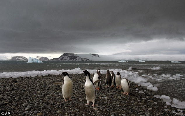 Penguins walk on the shore of Bahia Almirantazgo in Antarctica. Temperatures can range from above zero in the South Shetlands and Antarctic Peninsula to the unbearable frozen lands near the South Pole