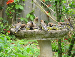 Sfa Gardens To Host Popular Backyard Birding Seminar News From 2012 Sfasu