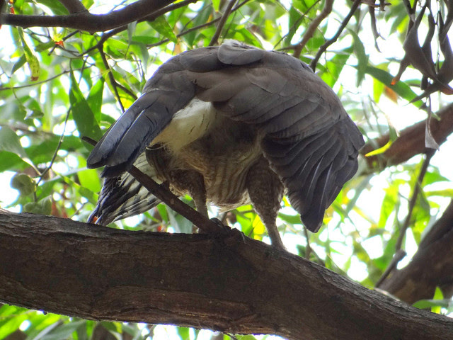 鳳頭蒼鷹/無限台南