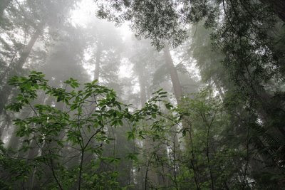 California Redwoods