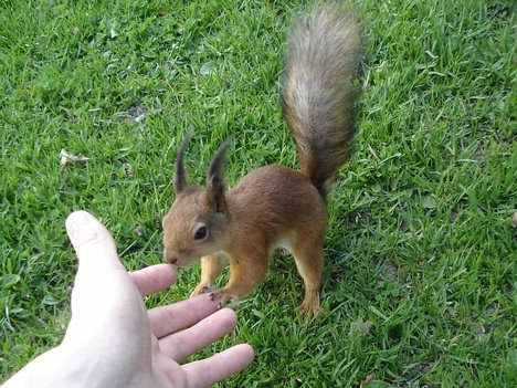 Red squirrel Red squirrel