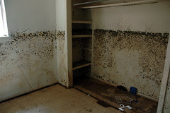 black mold house6-1web copy